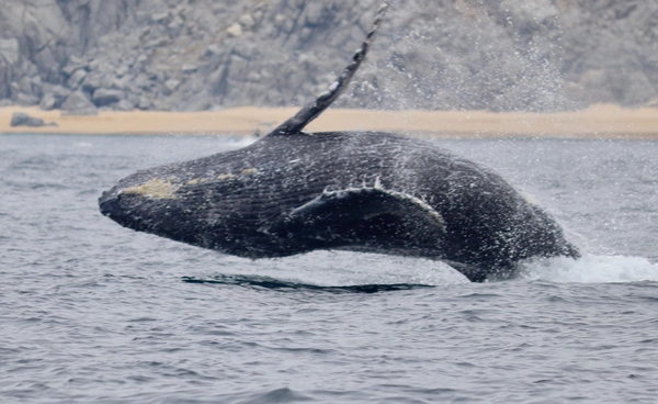 “วาฬไรต์แอตแลนติกเหนือ” เสี่ยงวิกฤต หลังสหรัฐฯเล็งผ่อนคลาย  กฎคุ้มครองวาฬใกล้สูญพันธุ์
