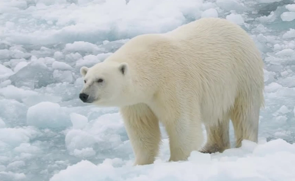 วิจัยเผย “หมีขั้วโลก” อ้วนท้วนสมบูรณ์ขึ้น สวนทางวิกฤตน้ำแข็งละลาย