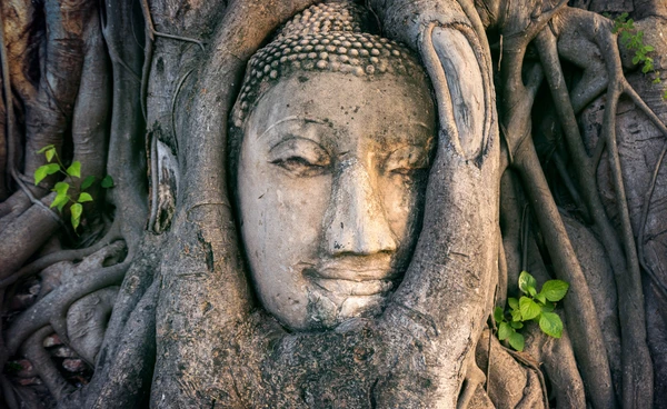 กัมพูชาเคลมโบราณวัตถุ จุดกระแสสนใจ “เศียรพระในรากไม้” อยุธยา