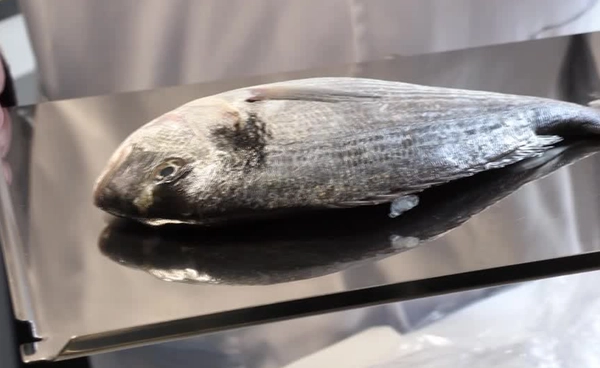 นักวิจัยสเปนทำ “กระจกตาเทียม” จากเกล็ดปลา ทางเลือกใหม่ราคาถูก