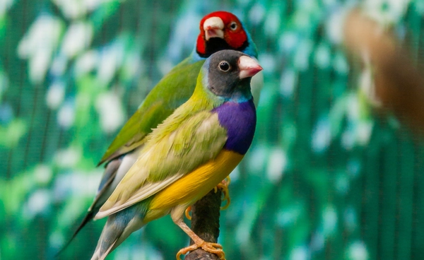 5 ม.ค. “วันนกแห่งชาติ” ร่วมอนุรักษ์นก รักษาสมดุลธรรมชาติ