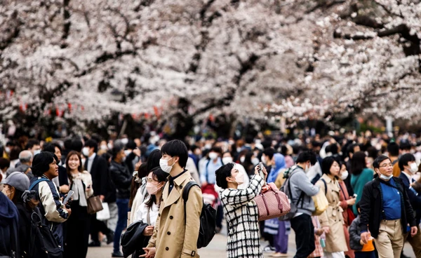 ชาวญี่ปุ่นแห่ชม “ซากุระบาน” ท่ามกลางความกังวล “โลกร้อน” ทำซากุระบานเร็วกว่าเดิม