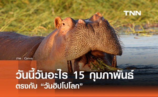 วันนี้วันอะไร วันที่ 15 กุมภาพันธ์ 2569 ตรงกับ “วันฮิปโปโลก” (World Hippo Day)