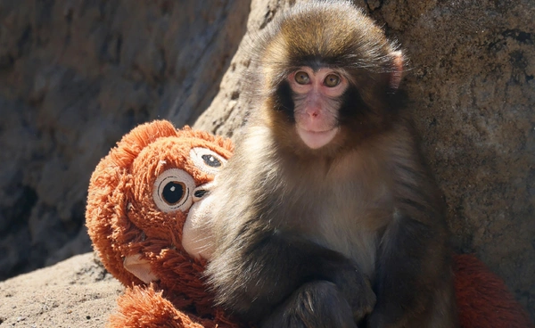 สวนสัตว์ญี่ปุ่นเผย “พั้นซ์คุง” เข้าฝูงได้แล้วและพึ่งพาตุ๊กตาน้อยลง นักท่องเที่ยวมองเป็นข่าวดีกลางข่าวร้ายทั่วโลก