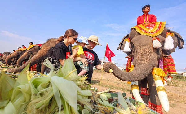 อยุธยาจัดใหญ่ "วันช้างไทย 69”  เชิดชูสัตว์คู่แผ่นดิน เลี้ยงโต๊ะจีนช้าง 70 เชือก