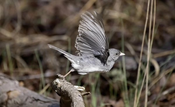 งานวิจัยใหม่เผย !? พบนกเมืองเปลี่ยน “จะงอยปาก” ช่วงมนุษย์ล็อกดาวน์โควิด-19