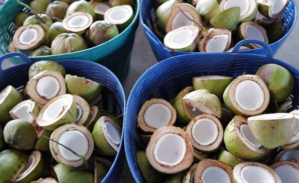 ชัยวุฒิ จี้รัฐบาลแก้ราคามะพร้าวตกต่ำ หลังหน้าสวนเหลือ 2-3 บาท