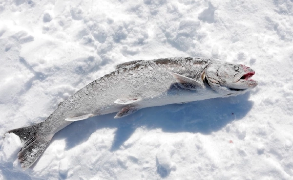 ทะเลสาบไม่แข็งอีกต่อไป!  การตกปลาน้ำแข็ง  อาจกลายเป็นอดีต