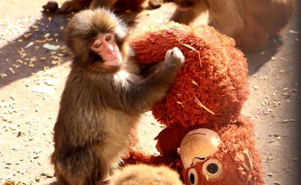 โซเชียลให้กำลังใจ “พันช์คุง”  ลูกลิงหิมะถูกแม่ทิ้ง มีตุ๊กตาลิงเป็นที่ยึดเหนี่ยวจิตใจ