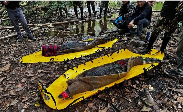 คืนชีวิต "จระเข้น้ำจืด" สู่ "บ้านที่แท้จริง"