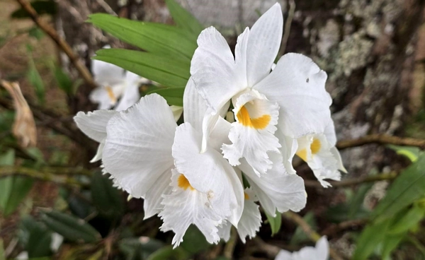 ชวนชม "เอื้องเงินหลวง" กล้วยไม้ป่าหายาก ที่ อช.ห้วยน้ำดัง จ.เชียงใหม่