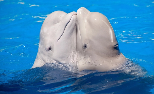 งานวิจัยใหม่วาฬเบลูกา พบ “การผสมพันธุ์” น่าสนใจ ตัวผู้ “เล่นเกมยาว” ตัวเมียเน้น “เกมสั้น”