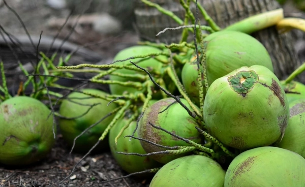 “มะพร้าวน้ำหอมราชบุรี” ขึ้นทะเบียน GI ใน EU สำเร็จ ปักธงโอกาสทางการค้ากว่า 27 ประเทศ