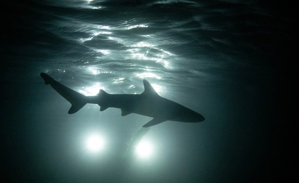 วิกฤตโลกร้อน ทำ “ฉลาม” เข้าใกล้มนุษย์!