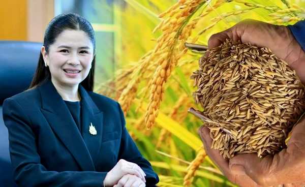 พณ.เดินหน้าดัน “ข้าวอินทรีย์ไทย” สู่เวทีโลก 