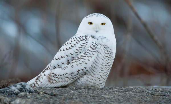 “สวีเดน” ประกาศ “นกฮูกหิมะ” สูญพันธุ์แล้ว หลังไร้ร่องรอยลูกนกเกิดใหม่นานนับสิบปี