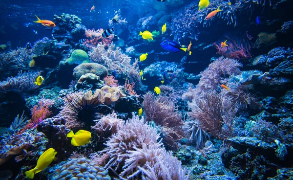 เริ่มใช้สนธิสัญญาทะเลหลวง หลังเจรจากว่า 20 ปี เร่งปกป้องทรัพยากรในทะเลก่อนไม่เหลือ