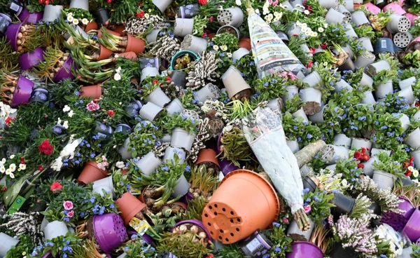 โลกร้อนป่วน “ฤดูกาลดอกไม้”  พืชเขตร้อนออกดอกผิดเวลา  เสี่ยงสะเทือนทั้งระบบนิเวศ