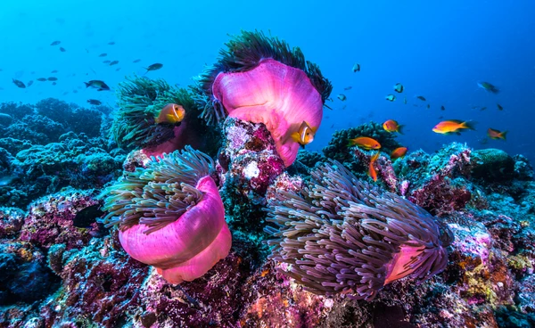 ทั่วโลกร่วมกันคุ้มครองทะเล ทำ “สนธิสัญญาทะเลหลวง” สำเร็จ หลังจัดทำมานานกว่า 20 ปี!