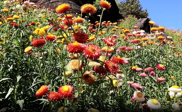 ชมทุ่งดอกกระดาษและกินสตอเบอรี่ ที่ภูหินร่องกล้า 