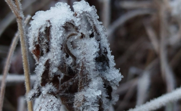 ดอยอินทนนท์ เย็นยะเยือก! 2 องศาฯ เกิดปรากฏการณ์เหมยขาบ