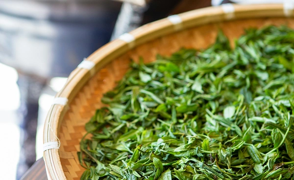 อังกฤษลุยถอดรหัส “ใบชา 200 ปี” กุญแจลับสร้าง “ยอดชาทรหด” สู้ภัยโลกร้อน