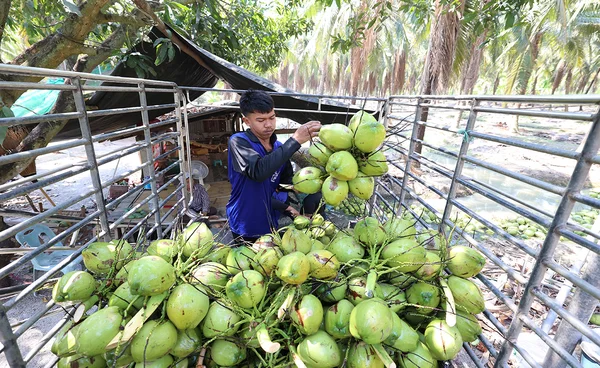 ดอยคำ ผนึก พี วาย ไทยฟรุต แก้วิกฤตมะพร้าวล้นตลาดราชบุรี พยุงรายได้เกษตรกร
