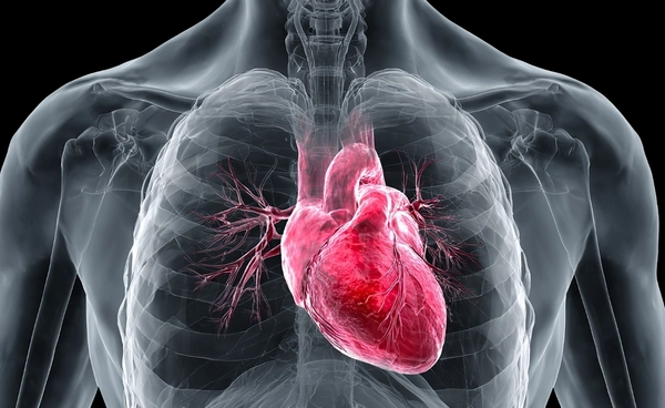 ค้นพบครั้งแรกของโลก เนื้อเยื่อใจหัวใจซ่อมตัวเองได้ หลังเกิดภาวะหัวใจวาย