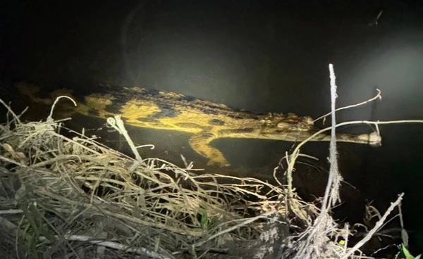 ยังไม่สูญพันธุ์!  ไทยพบ "ตะโขง" ในธรรมชาติ