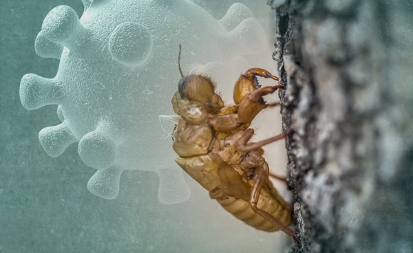 สรุปที่มาชื่อ Cicada ทำไมต้อง "จักจั่น"? เปิดความจริงโควิดสายพันธุ์ล่าสุด 
