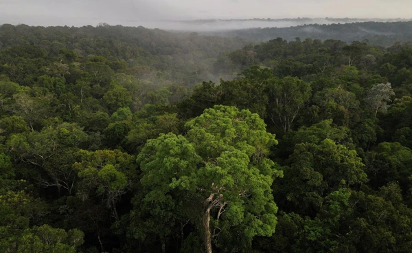 “ป่าแอมะซอน” ฟื้นตัว! ตัดไม้ทำลายป่าลดฮวบ 35% ลุ้นปี 69 ต่ำสุดในรอบเกือบ 40 ปี