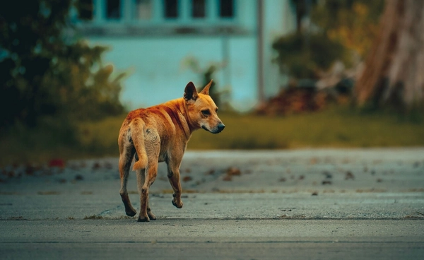 กรมควบคุมโรค เผยพบผู้เสียชีวิตจาก"โรคพิษสุนัขบ้า"รายแรกของปี 69 หลังถูกลูกสุนัข​กัด​ และมีอาการเพียง 2 วัน