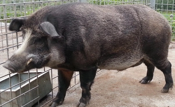 ญี่ปุ่นพบ “หมูป่ากลายพันธุ์” มีลูกเร็วขึ้นเท่าหมูบ้าน ผลกระทบจากภัยพิบัตินิวเคลียร์ฟุกุชิมะ