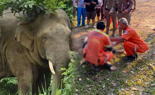 ช้างป่าเขาใหญ่ ตกมัน! ทำร้ายนักท่องเที่ยวมากางเต็นท์เสียชีวิต