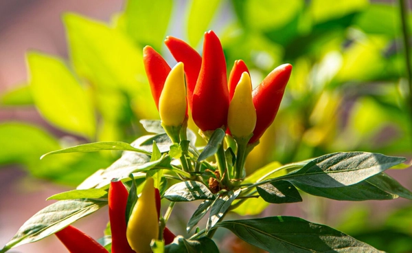 งานวิจัยเผยความลับสาร "แคปไซซิน" ในพริก ตัวช่วยใหม่ต้าน"เบาหวานชนิดที่ 2"