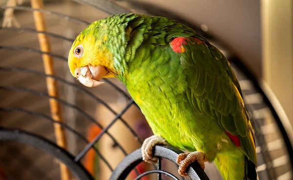 รู้จัก "โรคไข้นกแก้ว" ติดแล้วอาการเป็นอย่างไร - ป้องกันด้วยวิธีไหน? 