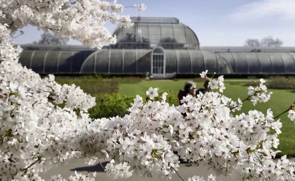 “ดอกซากุระ” บานสะพรั่ง ในสวนพฤกษศาสตร์เก่าแก่ของอังกฤษ