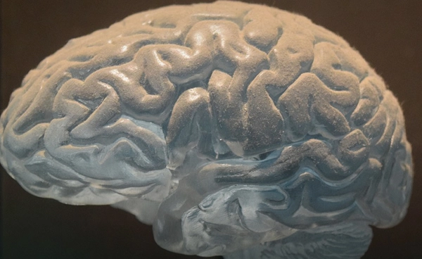 นักวิทยาศาสตร์สหรัฐฯ ฝึก “สมองในห้องแล็บ” ให้เรียนรู้ได้เอง คล้ายเด็กหัดเดิน