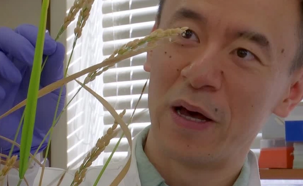 นักวิจัยพบยีนควบคุม “ข้าวสายพันธุ์ใหม่” เพิ่มผลผลิต 24% แม้ใช้ปุ๋ยน้อยลง