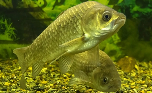 ปลาคาร์ปสายพันธุ์ใหม่  กินง่าย ไร้ก้าง  ความสำเร็จจากนักวิทย์จีน