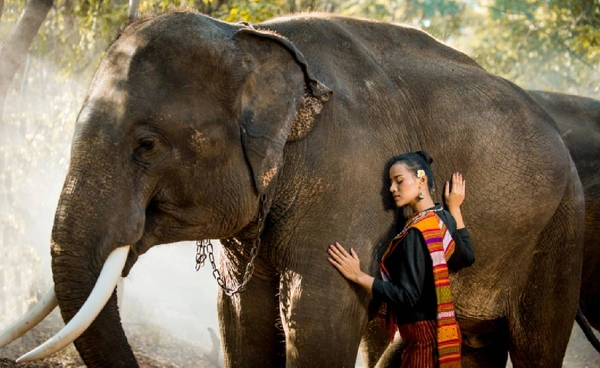 13 มีนาคมของทุกปี “วันช้างไทย” สร้างความตระหนักในการอนุรักษ์ช้างไทยให้มากยิ่งขึ้น