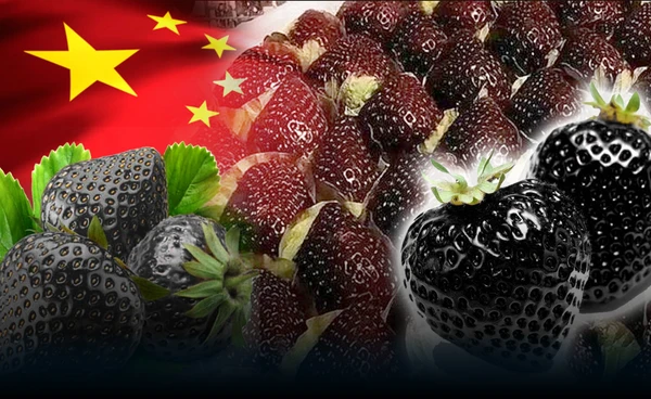 แรร์! "สตรอว์เบอร์รีสีดำ" กิโล 3,000 บาท Hermes แห่งวงการผลไม้จีน