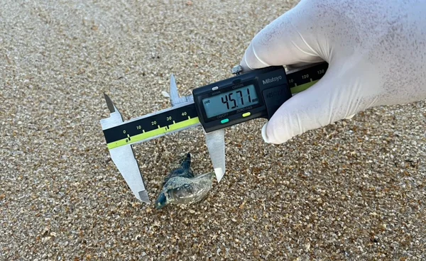 เตือน นทท.เล่นน้ำทะเล  ระวังแมงกะพรุนหัวขวด  หลังเกยตื้นชายหาดปัตตานี-สงขลา   