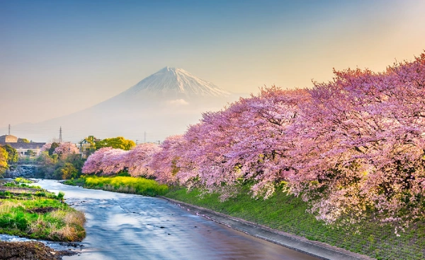 ญี่ปุ่นเปิด “ฤดูซากุระ” ปี 69 คาดปีนี้บานเร็วจากอากาศแปรปรวน