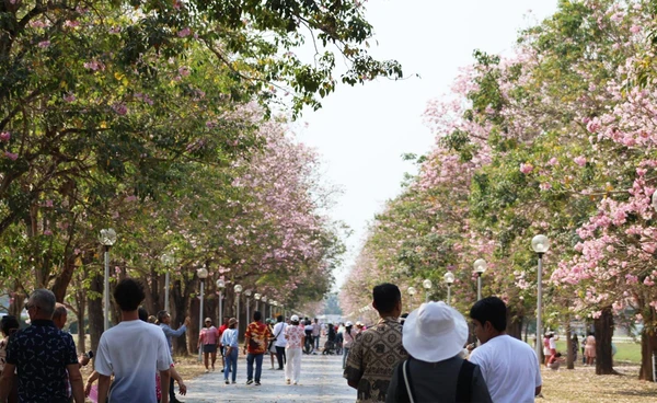 เปิดเทศกาลชมพูพันธุ์ทิพย์บานที่กำแพงแสน