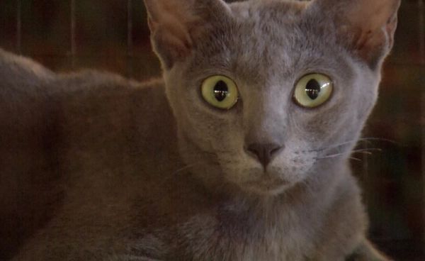 โคราชเดินหน้าขยายพันธุ์ "แมวสีสวาด"