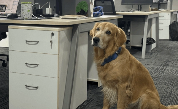 สตาร์ตอัปอินเดียแต่งตั้ง “เดนเวอร์” สุนัขโกลเด้น รีทรีฟเวอร์ นั่งเก้าอี้ “ประธานเจ้าหน้าที่ฝ่ายบริหารความสุข”