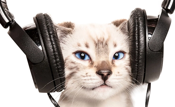 ฟังหูฟังนาน เสี่ยงไม่ได้ยินแบบถาวร ไม่อยากหูหนวกทำตามนี้