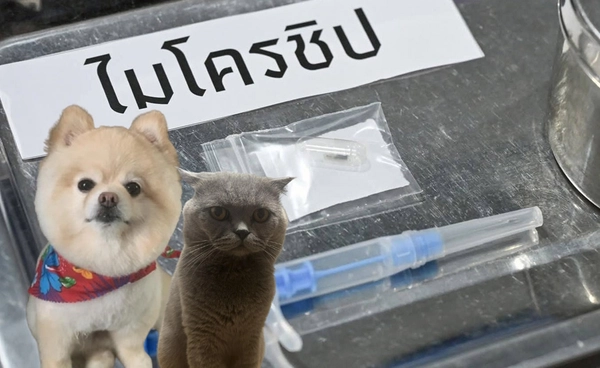 กทม. เสนอชะลอบังคับใช้ข้อบัญญัติควบคุมการเลี้ยง "สุนัข-แมว" 1 ปี