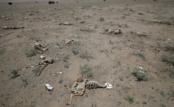 “เคนยา” แล้งหนักมาก ชาวบ้านไร้อาหาร! ต้องขายแพะตัวสุดท้ายประทังชีวิต 